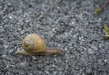 Misteri Hibernasi Panjang Siput yangTerlelap hingga Tiga Tahun Lamanya