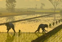 NTP Sumbar Turun Februari 2026, Daya Beli Petani Melemah