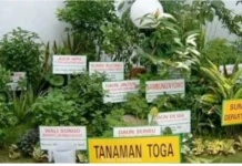 Mamfaat Apotek Hidup di Rumah