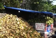 Sampah Batok Kelapa di Pantai Padang Meningkat Tajam