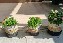 Cara Merawat Bunga Vinca agar Tumbuh Subur dan Rajin Berbunga