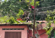 Pohon Tumbang Timpa Rumah Warga di Jalan Sutan Syahrir Padang