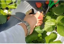 Menikmati Wisata Buah Strobery Alahan Panjang
