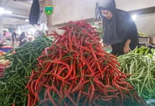 Harga Cabai Merah Turun di Padang Panjang