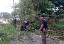 Satu Pohon Tumbang Hambar Akses Jalan di Lubeg Padang