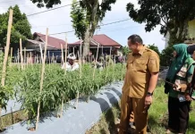 Pemko Pariaman Berkomitmen Hidupkan Lahan Tidur jadi Produktif