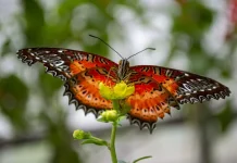 Fakta Unik Mata Kupu-kupu