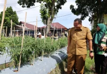 Petani Pariaman Sulap Lahan Tidur Jadi Kebun Cabai Produktif