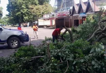 Pohon Tumbang di Area Parkir Taman Catur GOR Agus Salim Padang