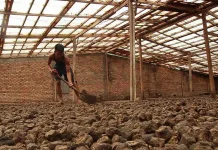 Harga Gambir Sumbar Anjlok, Dipicu Meningkatnya Biaya Produksi
