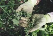 Ketenangan lewat Berkebun dan Puzzle, Lepas dari Genggaman Gawai