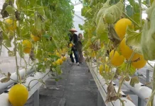 Memetik Manisnya Melon Wakaf Produktif Ar Risalah