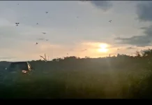 Bermain Layang Layang Olah Raga atau Hobi