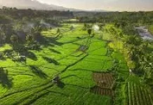 Beras Solok, Warisan Alam Minangkabau yang Terkenal hingga Mancanegara