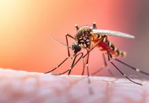 Fakta Unik Nyamuk yang Perlu Diketahui untuk Cegah Malaria