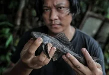 Ikan Sapu-sapu Menginvasi Perairan Indonesia