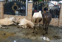 Pastikan Kesehatan Hewan Kurban