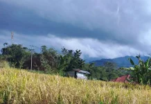 Penanganan Lahan Pertanian Rusak Ringan di Kabupaten Solok Capai 70 Persen