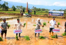 Agam Ikuti Penanaman Padi Serentak Nasional di 50 Ribu Hektare Lahan