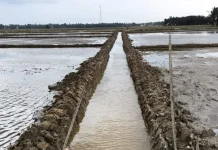 Pasaman Barat Perbaiki 172 Hektare Lahan Sawah Terdampak Bencana
