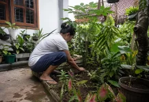 Berkebun pada Pekarangan Kecil