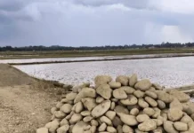 Pemkab Pasbar Percepat Pemulihan 172 Hektare Sawah Rusak