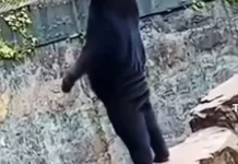 Beruang Madu Biar Kecil tapi Sangat Berbahaya