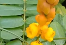 Daun Pangka Gaduang atau Daun Ketepeng Cina