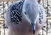 Apa Benar Burung Tekukur Pembawa Hoki