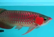Ikan Arwana Merah Dipercaya Membawa Keberuntungan
