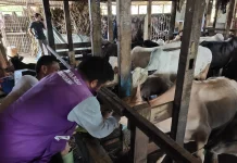Pengecekan Kesehatan Hewan Kurban beri Manfaat bagi Pedagang