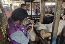 Pastikan Layak Kurban, Tim Keswan Padang Pasang Penning Putih