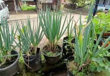 Menanam Daun Bawang dalam Pot Jadi Pilihan Berkebun Praktis di Rumah