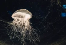 Rahasia Keabadian Turritopsis Dohrnii, si Ubur-ubur Abadi