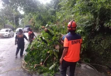 Pohon Tumbang Tutup Jalan Padang–Painan, Kini Sudah Bisa Dilalui