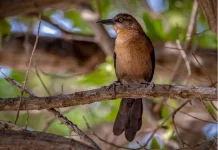 Inilah Antbird, Burung Pengikut Semut dari Hutan Tropis