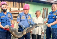 Damkar Padang Lakukan Ratusan Aksi Penyelamatan nonkebakaran