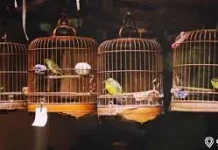 Hobi Memelihara Burung Kembali Digemari, Jadi Pelepas Penat di tengah Rutinitas