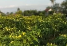 Guru Besar UNAND Dorong Penggunaan Pestisida secara Bijak