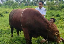 Sapi Asal Sangir jadi Hewan Kurban Presiden untuk Solok Selatan