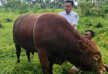 Sapi Simental 882 Kg Asal Sangir Terpilih Jadi Hewan Kurban Presiden RI 2026