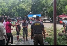 Tim Reaksi Cepat Satpol PP Padang Evakuasi Pohon Tumbang di Gerbang GOR Agus Salim