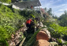 BPBD Imbau Warga Waspadai Pohon Tumbang
