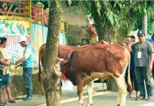Pemkab Solok Selatan Kumpulkan Hewan Kurban 47 Ekor Sapi