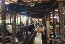Jelang Iduladha, Pahami Cara Memilih Hewan Kurban Sesuai Syariat