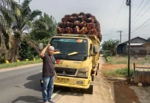 Harga Sawit di Pessel Anjlok hingga Rp700 per Kg