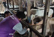 Sebanyak 2.382 Hewan Kurban di Kota Padang Dinyatakan Layak