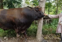Padang Pariaman Kembali Dapat Bantuan Sapi Kurban Presiden