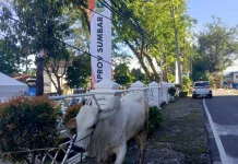 Pemprov Sumbar Tebar 140 Sapi dan 33 Kambing Kurban untuk Daerah Terdampak Bencana