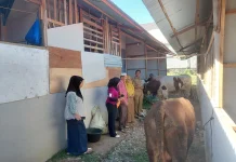 Warga Huntara di Padang Terima Bantuan Sapi Kurban